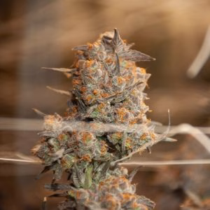 Frosty cannabis bud with vibrant orange hairs on a plant, photographed during indoor cultivation